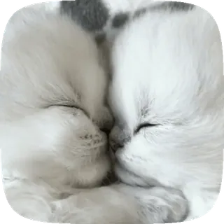 🤍 d3bb1591 고양이, 새끼 고양이, 자는, 귀여운, 동물 telegram sticker