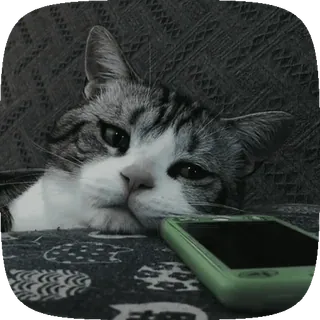 😓 ea339847 고양이, 애완 동물, 동물, 게으른, 편안한, 전화, 가정 telegram sticker