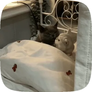 😘 f7d954aa 고양이, 고양이들, 귀여운, 동물, 침대 telegram sticker