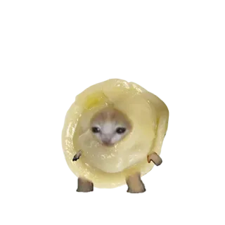 🥟 000d71dd kucing, meme, lucu, binatang, imut, anak kucing, kubis whatsapp sticker