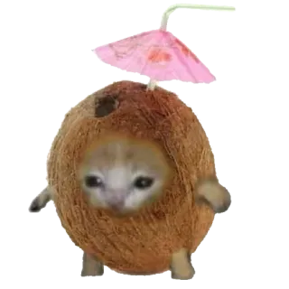 🥥 07fcb43a kucing, kelapa, hewan, meme, lucu, kucing sedih whatsapp sticker