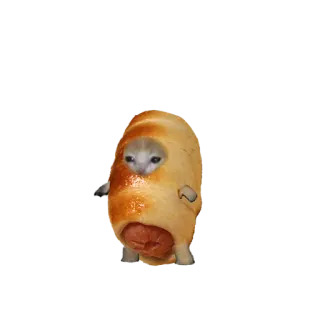 🌭 3bc9f6e5 kucing, sosis, hotdog, anak kucing, roti, lucu, imut whatsapp sticker