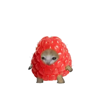 🍓 b70afdb1 kucing, raspberry, meme, imut, binatang, buah, lucu, anak kucing whatsapp sticker