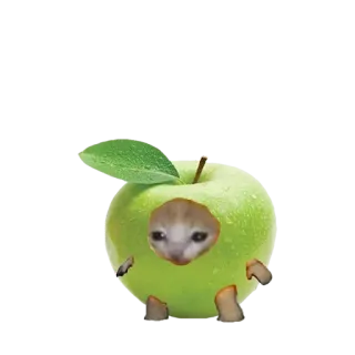 🍏 c917ba70 kucing, apel, meme, lucu, stiker, binatang whatsapp sticker