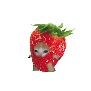 🍓 d1967a63 kucing, stroberi, imut, hewan, buah whatsapp sticker