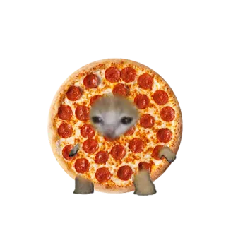 🍕 d725a6d3 kucing, pizza, meme, lucu, binatang, makanan whatsapp sticker