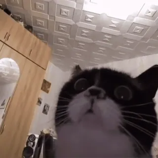 котики ну by @starkows telegram stickers