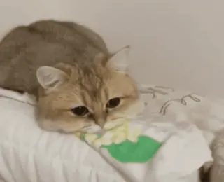 🐈 23c348f2 kucing, hewan, lucu, peliharaan, domestik, felin whatsapp sticker