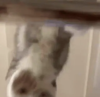 🐈 88ee9f20 whatsapp sticker