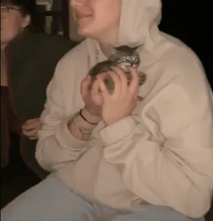 🐈 95d7ce75 kucing, anak kucing, orang, hoodie whatsapp sticker