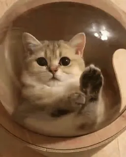 🐈 a683aa5a kucing, hewan peliharaan, binatang, anak kucing, kucing domestik, mamalia whatsapp sticker