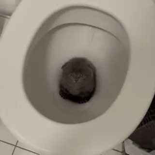 🐈 bce9fa9c kucing, toilet, anak kucing, hewan, lucu whatsapp sticker