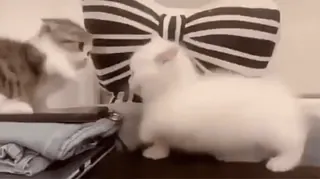 🐈 de5e483c kucing, anak kucing, hewan, lucu, hewan peliharaan whatsapp sticker