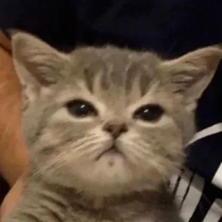 😣 01bddce0 kat, kitten, dier, huisdier, schattig, katachtig telegram sticker