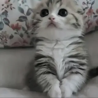 🍄 053f6231 kitten, kat, schattig, dier, huisdier, huisdier, katachtig telegram sticker