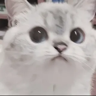🍄 10f56493 kat, kitten, schattig, huisdier, dier, witte kat, grote ogen telegram sticker