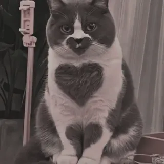 🍄 1759732c kat, hart, huisdier, dier, schattig telegram sticker