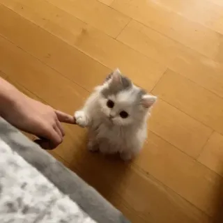 🙁 181cf159 kitten, kat, schattig, dier, huisdier, fluffy, vinger, speels telegram sticker