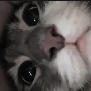 🍄 237c19c6 kat, kitten, huisdier, dier, schattig, katachtig, huiskat, ogen telegram sticker