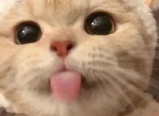 😛 41a52490 kat, kitten, dier, huisdier, schattig, tong, grappig, meme telegram sticker