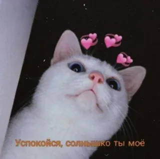 💞 4e24747a Успокойся, солнышко ты моё kat, schattig, harten, dier, witte kat, russisch telegram sticker