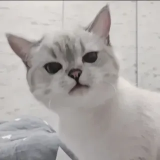 🍄 6242989c kat, dier, huisdier, wit, grijs, schattig, huiselijk, zoogdier telegram sticker