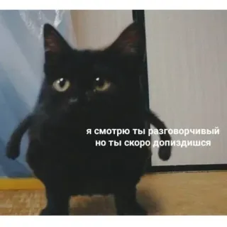😂 62a0312d я смотрю ты разговорчивый но ты скоро допиздишся kat, meme, russisch, grappig, humor telegram sticker