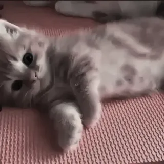 🍄 71a41c78 kitten, kat, schattig, dier, huisdier, huisdier telegram sticker