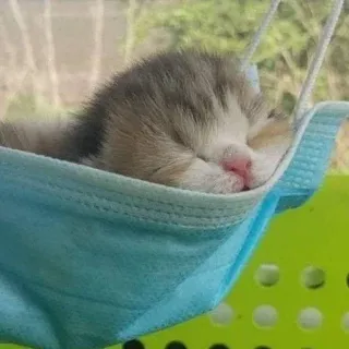 😪 7fbbe19f kitten, kat, slapen, masker, dier, schattig telegram sticker