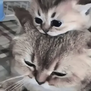 🍄 8116e9e6 katten, kitten, dier, schattig, huisdier, huiskat telegram sticker