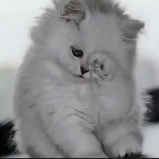 🍄 93e4149b kitten, kat, lief, dier, huisdier, wit, fluffy telegram sticker