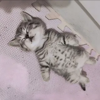 🍄 9e0cfaf9 kat, kitten, slapen, schattig, dier, huiskat telegram sticker