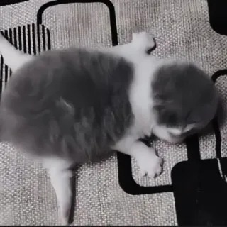 🍄 a7fa8c74 kitten, kat, dier, huisdier, schattig, grijs en wit, baby kat telegram sticker