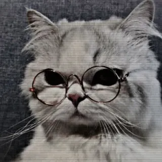 🕷 a9c3af5a kat, bril, dier, huisdier, schattig, intellectueel, grappig, huisdier telegram sticker