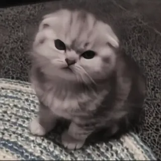 🍄 b005c91b kat, kitten, scottish fold, schattig, huisdier, dier telegram sticker