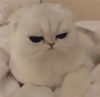 Котики от @Tvoj_kajf :: @fStikBot whatsapp stickers