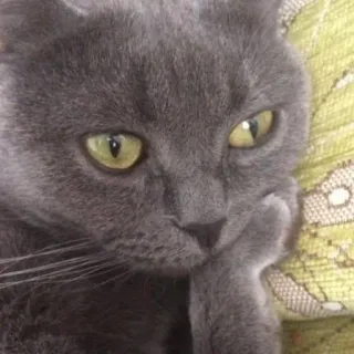 🐜 b96ce45d kat, grijze kat, peinzend, denkend, huisdier, dier telegram sticker