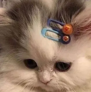 🥺 c2643e3a kat, kitten, dier, huisdier, schattig, fluffy, haarspeld, Chupa Chups telegram sticker