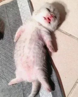 Котики от @Tvoj_kajf :: @fStikBot whatsapp stickers