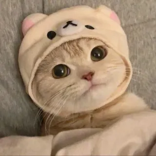 🙂 cc468355 kat, kitten, dier, huisdier, schattig, hoed telegram sticker