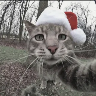 🍄 d0fe72eb kat, Kerstmis, kerstmuts, dier, huisdier, selfie, feestelijk telegram sticker