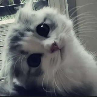 🍄 d3189b4c kat, kitten, schattig, dier, huisdier, huisdier telegram sticker