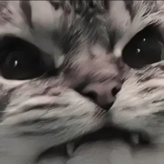 🍄 d415d195 kat, dier, huisdier, huisdier, grijs telegram sticker