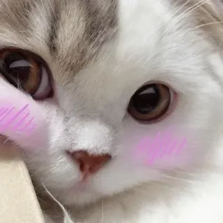 😊 e89f1b24 kat, schattig, dier, huisdier, kitten, poes telegram sticker