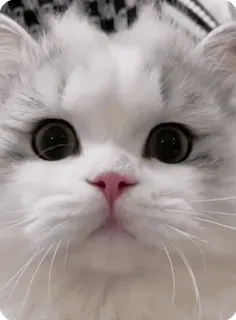 🌟 09ac8c53 kucing, anak kucing, hewan peliharaan, hewan, lucu, domestik, kucing, mamalia whatsapp sticker