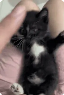 🌟 0b0601db anak kucing, kucing, hewan peliharaan, binatang, imut, hitam putih whatsapp sticker