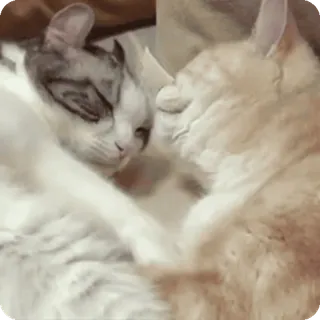 🌟 23398a95 kucing, hewan, peliharaan, felin, kucing domestik, imut, persahabatan whatsapp sticker