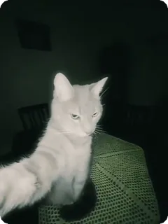 🌟 27ebbe8b kucing, hewan, peliharaan, imut, domestik, felin whatsapp sticker