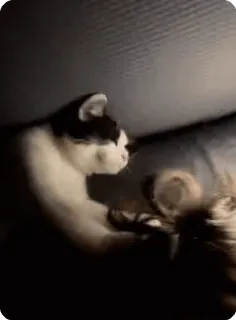 🌟 32da0977 kucing, hewan, hewan peliharaan, hitam putih, kucing domestik whatsapp sticker