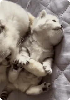 🌟 3ac1aa48 kucing, anak kucing, hewan peliharaan, binatang, imut, domestik, kucing, mamalia whatsapp sticker